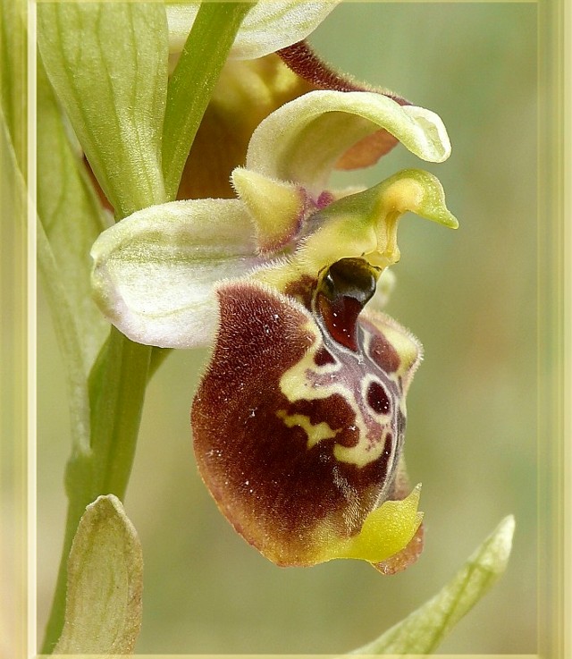 Popolazione ibridogena tra Ophrys lacaitae e Ophrys gracilis